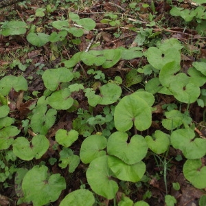 Photographie n°213968 du taxon Petasites pyrenaicus (L.) G.López [1986]