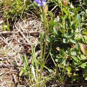 Photographie n°213978 du taxon Phyteuma hemisphaericum L. [1753]