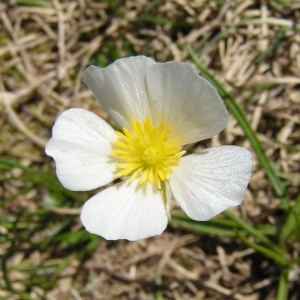 Photographie n°213986 du taxon Ranunculus pyrenaeus subsp. pyrenaeus 