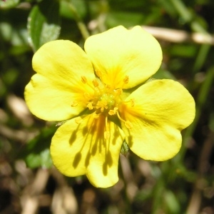 Potentilla grandiflora var. pyrenaica (Ramond ex DC.) Ser. (Potentille des Pyrénées)