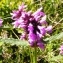  Alain Bigou - Betonica officinalis subsp. officinalis