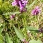  Alain Bigou - Betonica officinalis subsp. officinalis