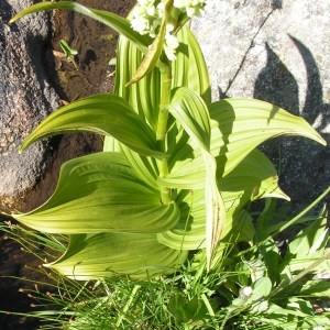 Photographie n°214005 du taxon Veratrum album subsp. album