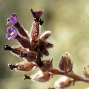 Lycopsis pulla L. (Nonnée brune)