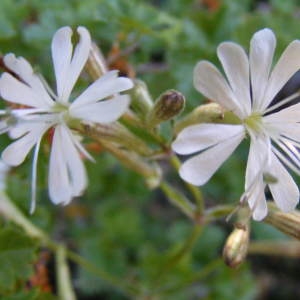 Photographie n°214098 du taxon Silene italica (L.) Pers. [1805]