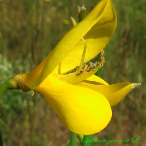 Photographie n°214102 du taxon Spartium junceum L. [1753]