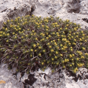 Photographie n°214111 du taxon Euphorbia spinosa L. [1753]