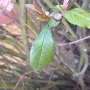 Photographie n°214123 du taxon Chaenomeles japonica (Thunb.) Lindl. ex Spach [1834]