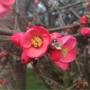 Photographie n°214125 du taxon Chaenomeles japonica (Thunb.) Lindl. ex Spach [1834]