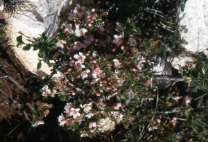 Liliane Roubaudi, le 22 avril 1998 (Sardaigne)