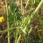  Bernard Andrieu - Daucus carota L.