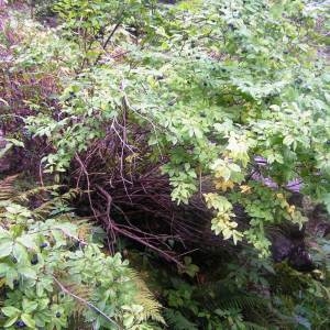 Photographie n°214169 du taxon Lonicera nigra L. [1753]