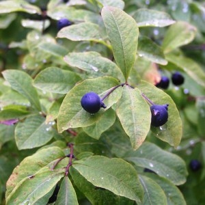 Photographie n°214171 du taxon Lonicera nigra L. [1753]