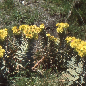 Photographie n°214201 du taxon Euphorbia rigida M.Bieb. [1808]