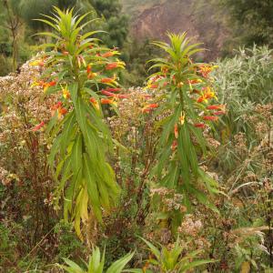 Lobelia laxiflora Kunth