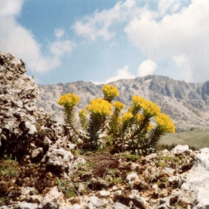 Photographie n°214223 du taxon Euphorbia rigida M.Bieb. [1808]