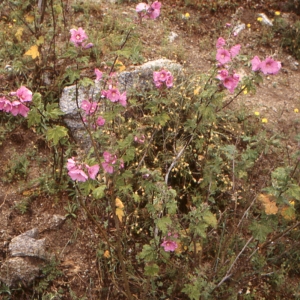 Photographie n°214225 du taxon Lavatera olbia L. [1753]