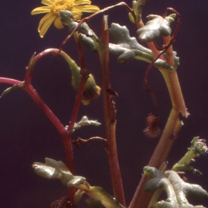 Photographie n°214230 du taxon Senecio transiens (Rouy) Jeanm. [2003]