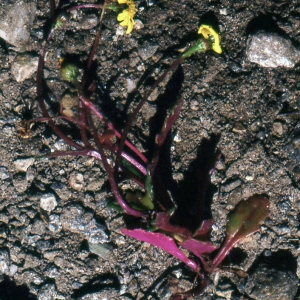 Photographie n°214231 du taxon Senecio transiens (Rouy) Jeanm. [2003]