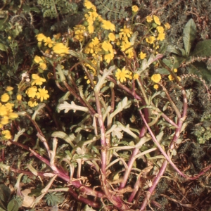 Photographie n°214232 du taxon Senecio transiens (Rouy) Jeanm. [2003]