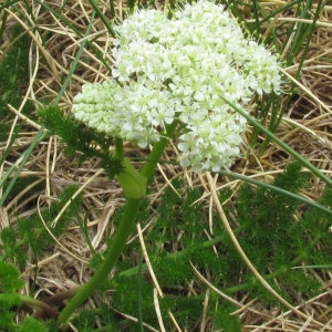 Photographie n°214295 du taxon Meum athamanticum Jacq.