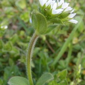  - Cerastium glomeratum Thuill. [1799]