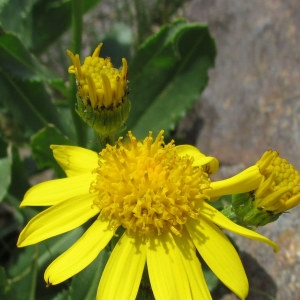 Senecio persicifolius Ramond (Séneçon de Tournefort)