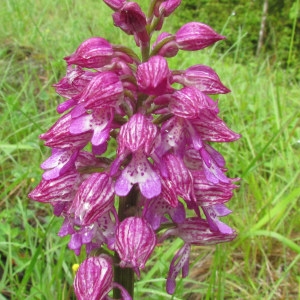 Photographie n°214307 du taxon Orchis x hybrida Boenn. ex Rchb.
