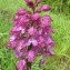  Joceline Chappert-bessiere - Orchis x hybrida Boenn. ex Rchb.