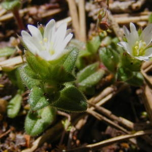 Photographie n°214308 du taxon Cerastium pumilum Curtis [1777]
