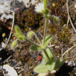 Photographie n°214309 du taxon Cerastium pumilum Curtis [1777]