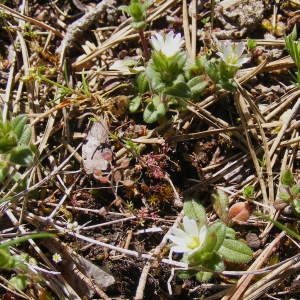 Photographie n°214310 du taxon Cerastium pumilum Curtis [1777]