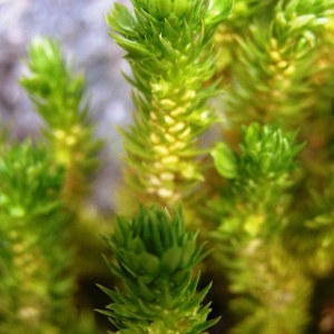 Photographie n°214360 du taxon Huperzia selago subsp. selago