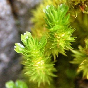  - Huperzia selago subsp. selago