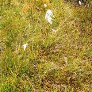 Photographie n°214363 du taxon Eriophorum angustifolium subsp. angustifolium