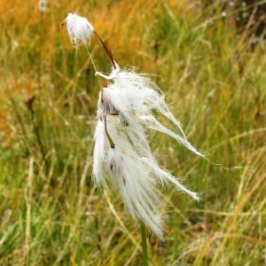 Eriophorum angustifolium Honck. subsp. angustifolium