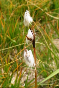 Alain Bigou, le 13 septembre 2009 (Naut Aran (Lac de Mar))