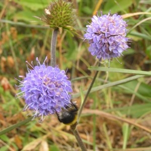 Photographie n°214369 du taxon Succisa pratensis Moench [1794]