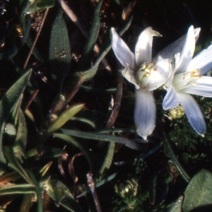 Photographie n°214394 du taxon Ornithogalum exscapum subsp. sandalioticum Tornad. & Garbari [1979]