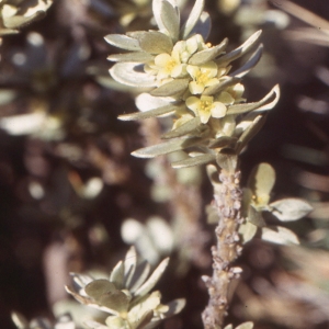 Photographie n°214410 du taxon Thymelaea tartonraira (L.) All. [1785]