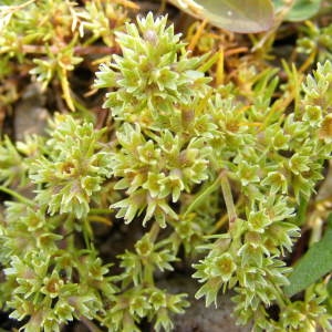 Scleranthus uncinatus Schur (Scléranthe à crochets)