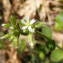  Jean-Claude Calais - Cerastium brachypetalum Desp. ex Pers. [1805]