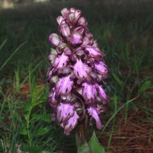 Photographie n°214423 du taxon Himantoglossum robertianum (Loisel.) P.Delforge [1999]