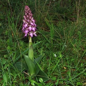 Photographie n°214424 du taxon Himantoglossum robertianum (Loisel.) P.Delforge [1999]