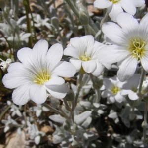 Photographie n°214433 du taxon Cerastium tomentosum L. [1753]