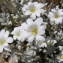  Jean-Claude Calais - Cerastium tomentosum L. [1753]