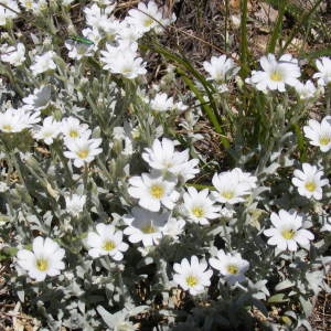 Photographie n°214435 du taxon Cerastium tomentosum L. [1753]