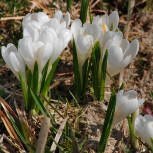 Photographie n°214449 du taxon Crocus vernus (L.) Hill [1765]