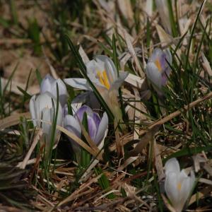 Photographie n°214450 du taxon Crocus vernus (L.) Hill [1765]