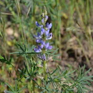 Photographie n°214464 du taxon Lupinus angustifolius subsp. reticulatus (Desv.) Arcang. [1882]